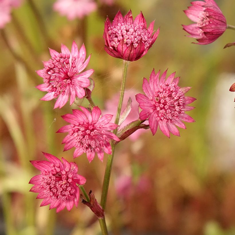 Astrância-maior Cerise Button - Astrantia major (Floração)
