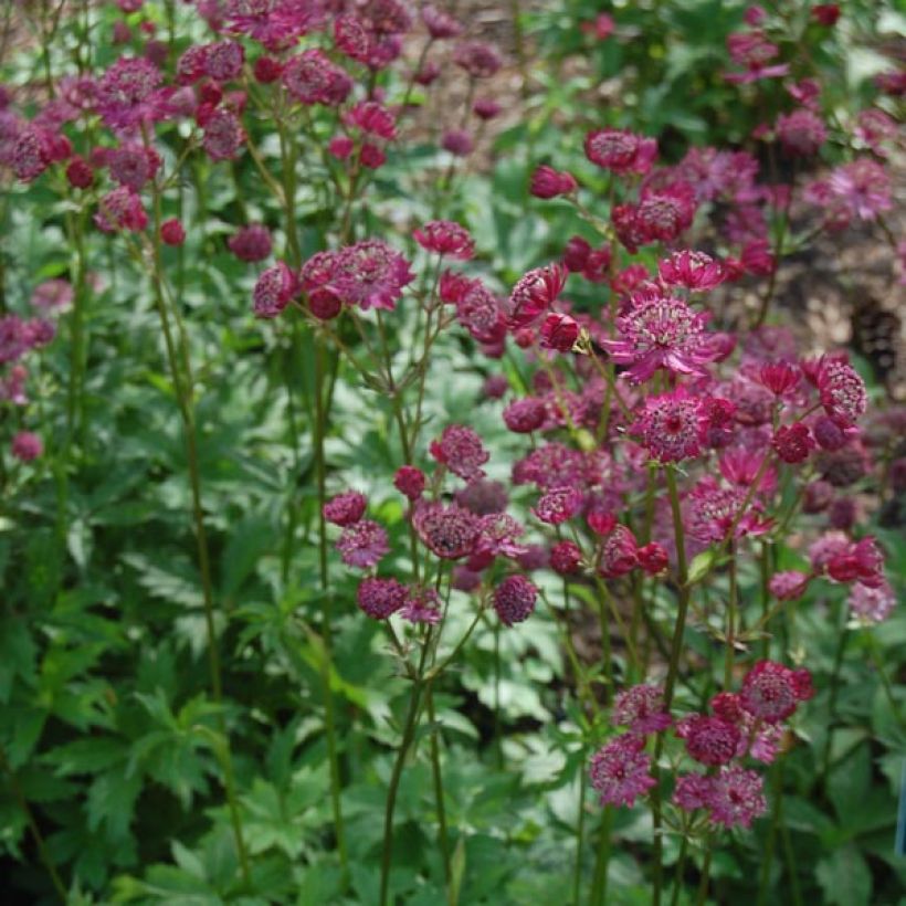 Astrantia major Claret (Hábito)
