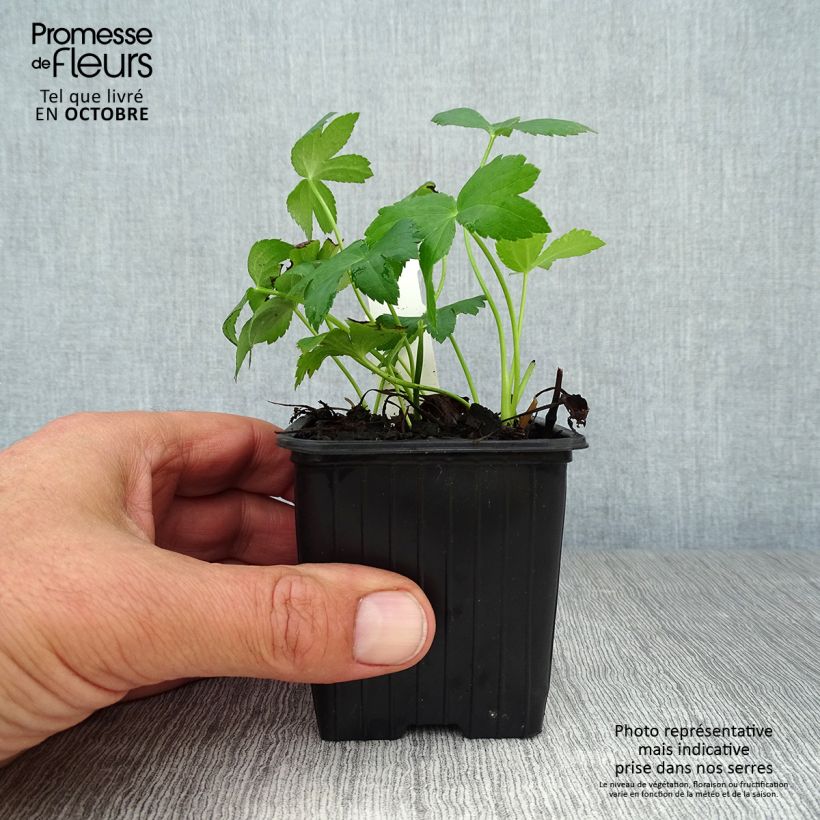 Amostra de Astrância-maior Vaso de 8/9 cm tal como entregue no outono