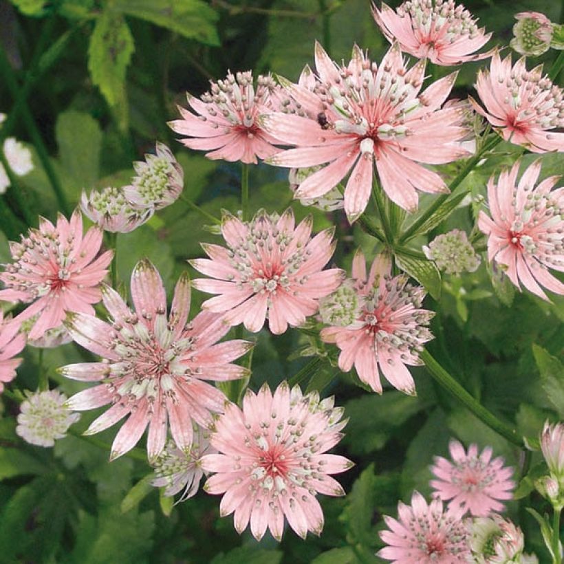 Astrância-maior Rosea - Astrantia major (Floração)
