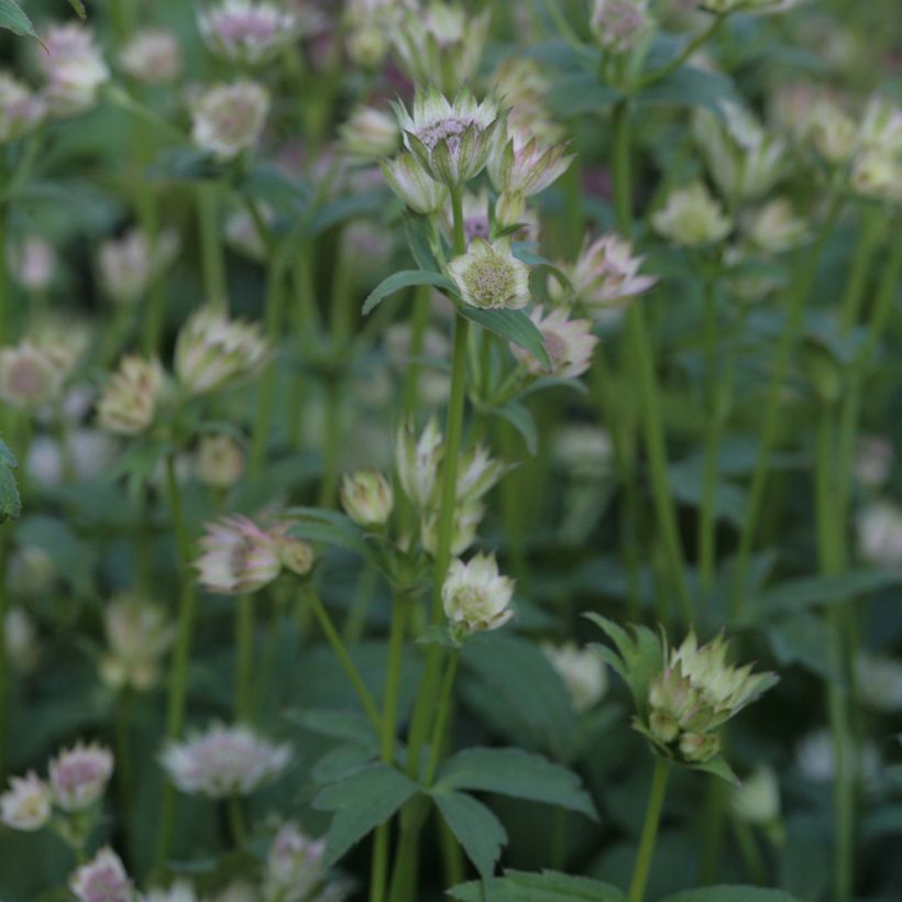 Astrância-maior Shaggy - Astrantia major (Hábito)