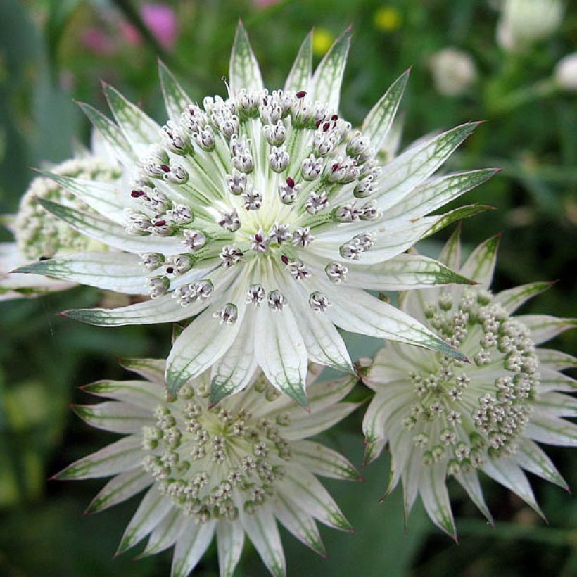 Astrância-maior Shaggy - Astrantia major (Floração)