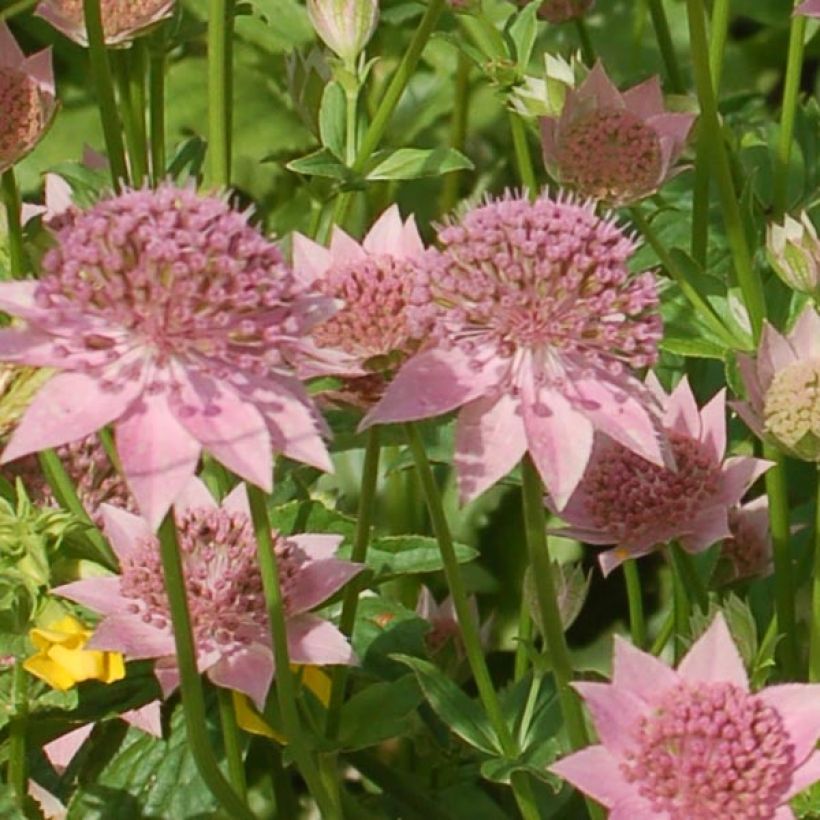 Astrantia maxima (Floração)
