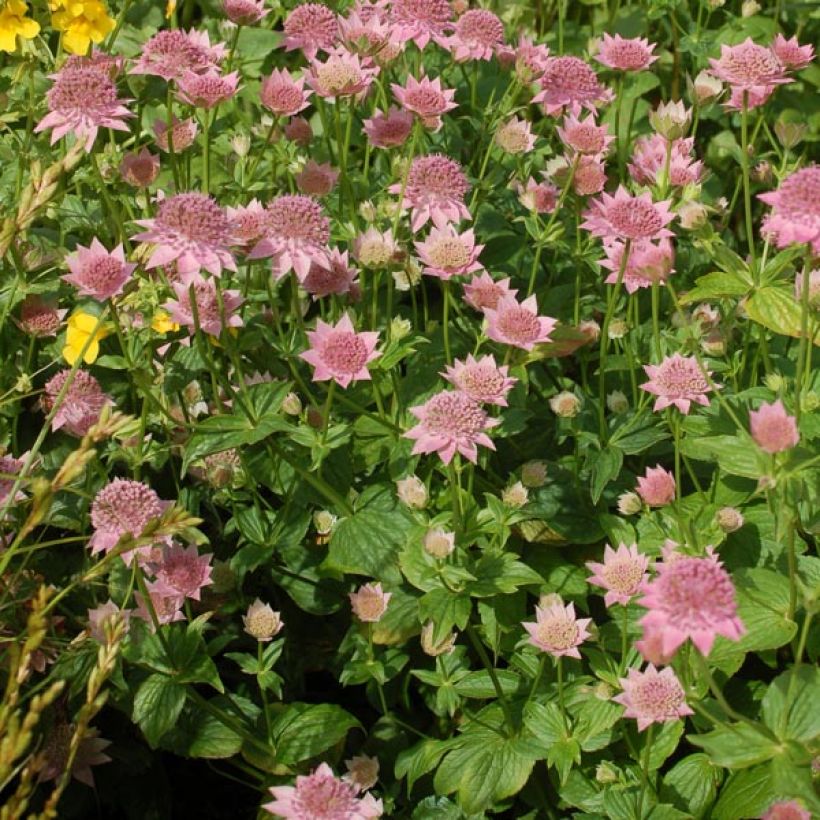 Astrantia maxima (Hábito)