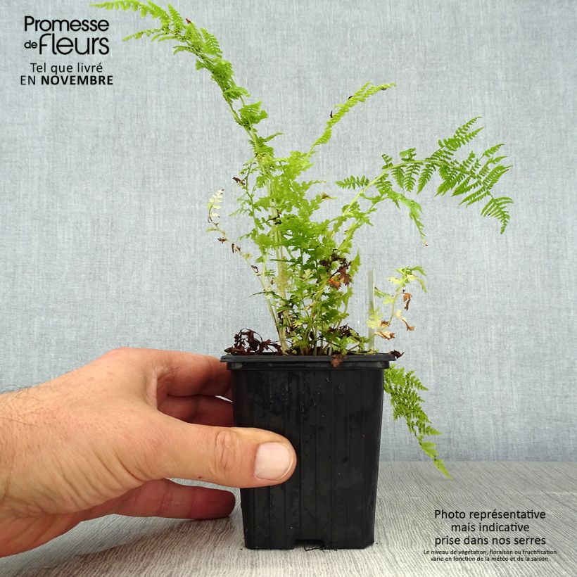 Amostra de Athyrium filix-femina - Feto-fêmea Vaso de 8/9 cm tal como entregue no outono