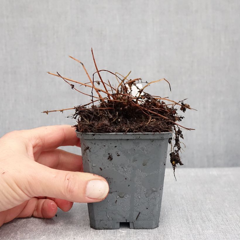 Amostra de Athyrium filix-femina Frizelliae - Feto-fêmea Vaso de 8/9 cm tal como entregue no outono