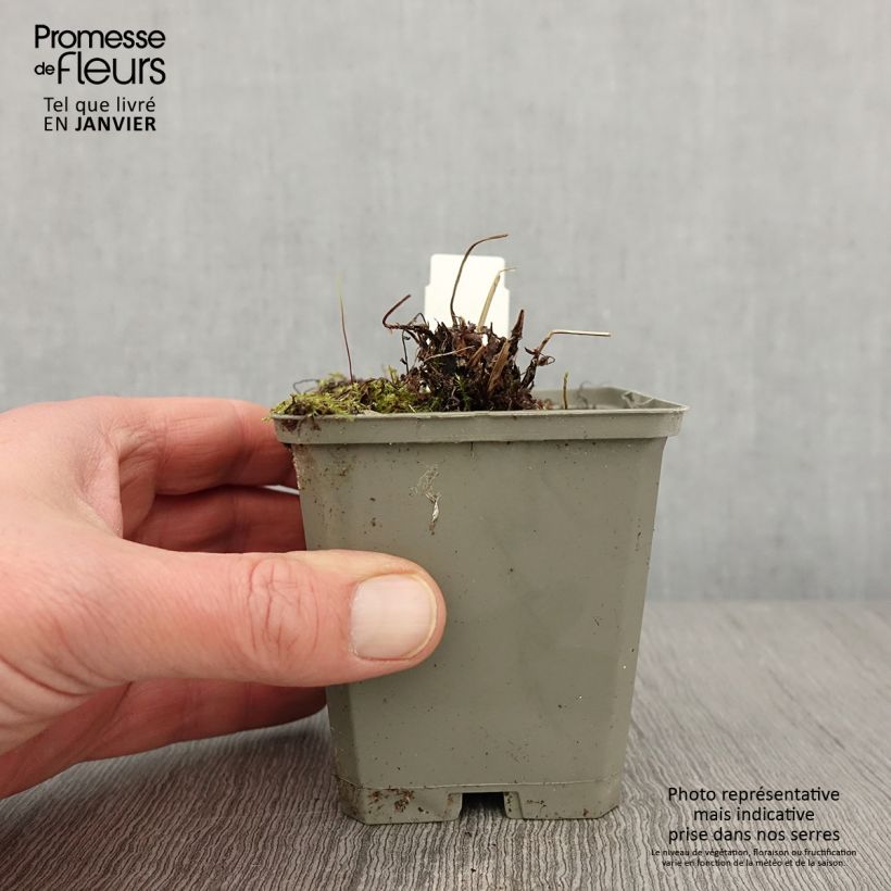 Amostra de Athyrium filix-femina Frizelliae - Feto-fêmea Vaso de 8/9 cm tal como entregue no inverno