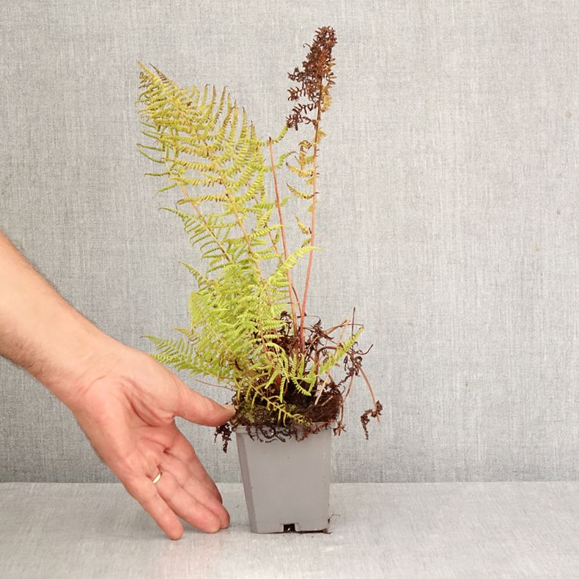 Amostra de Athyrium filix-femina Lady in Red - Feto-fêmea Vaso de 8/9 cm tal como entregue no outono