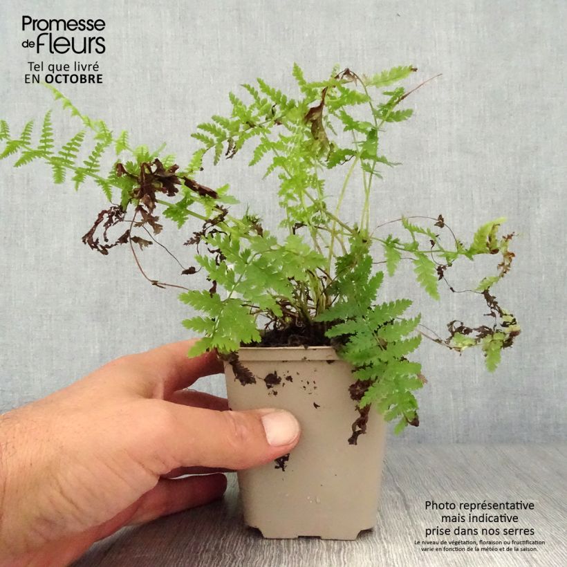 Amostra de Athyrium filix-femina Rotstiel - Feto-fêmea Vaso de 8/9 cm tal como entregue no outono