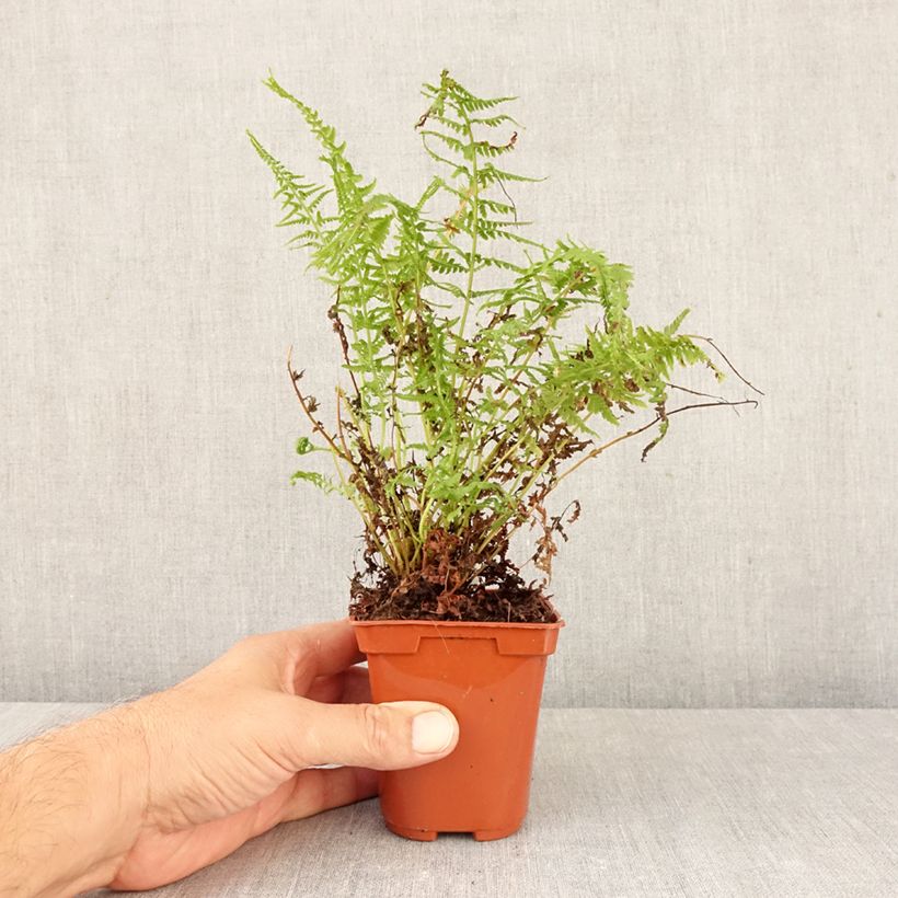 Amostra de Athyrium filix-femina Victoriae - Feto-fêmea Vaso de 8/9 cm tal como entregue no outono