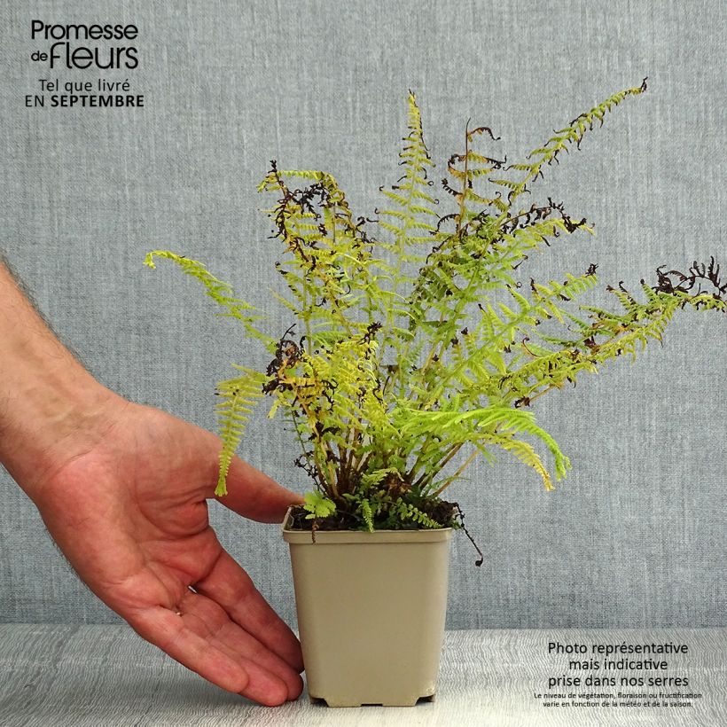 Amostra de Athyrium filix-femina Victoriae - Feto-fêmea Vaso de 8/9 cm tal como entregue no verão