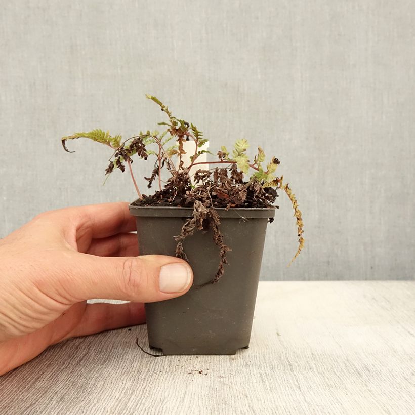 Amostra de Athyrium niponicum Burgundy Lace Vaso de 8/9 cm tal como entregue no outono