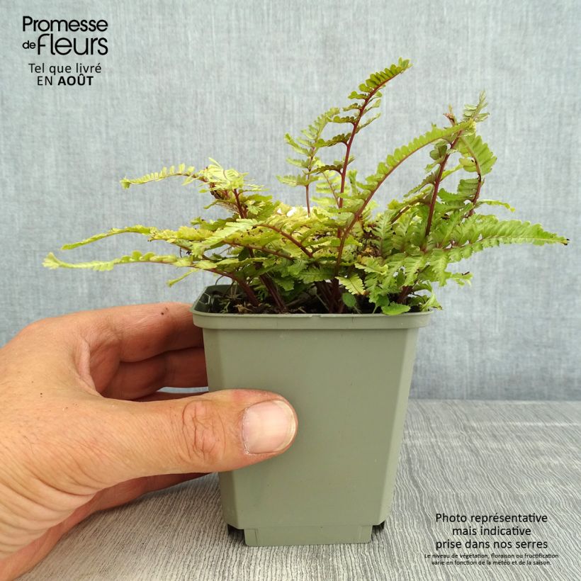 Amostra de Athyrium niponicum Crested Surf Vaso de 8/9 cm tal como entregue no verão