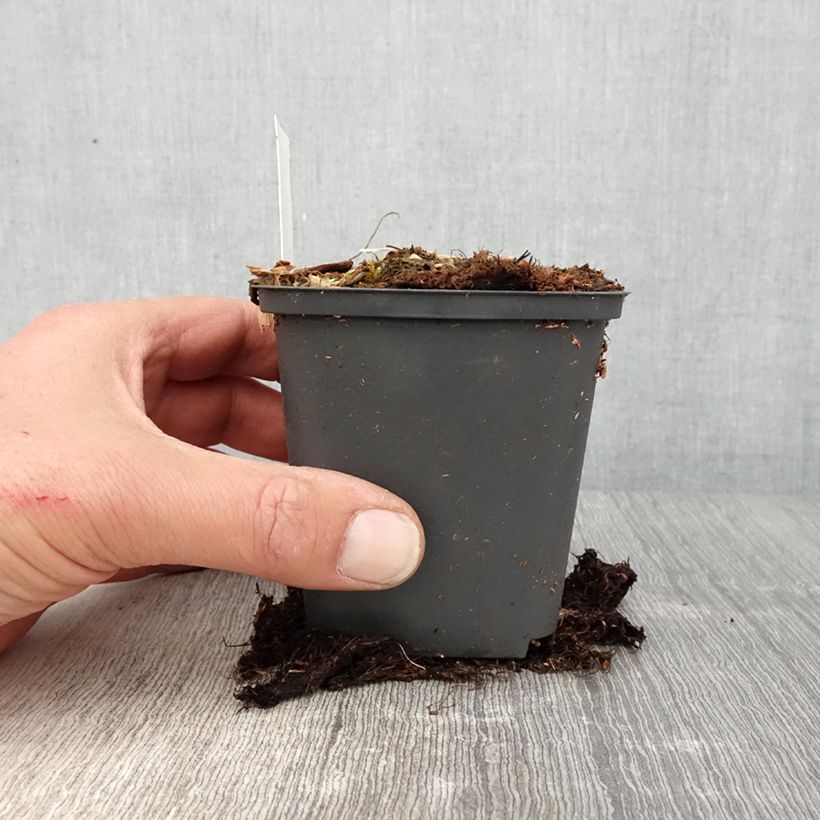 Amostra de Athyrium niponicum Crested Surf Vaso de 8/9 cm tal como entregue na primavera