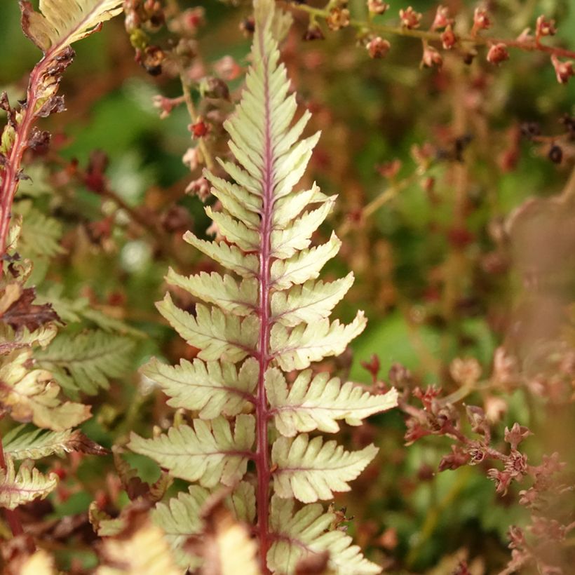 Athyrium niponicum Crested Surf (Folhagem)