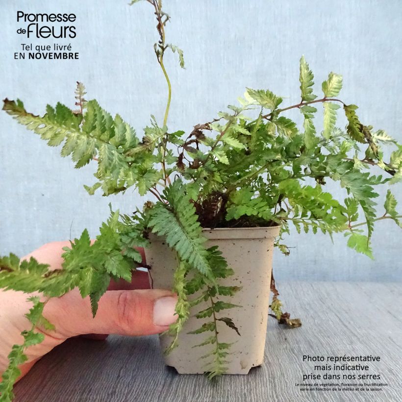 Amostra de Athyrium niponicum Pewter Lace Vaso de 8/9 cm tal como entregue no outono