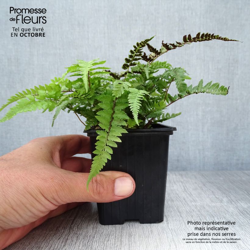 Amostra de Athyrium niponicum var. pictum Vaso de 8/9 cm tal como entregue no outono