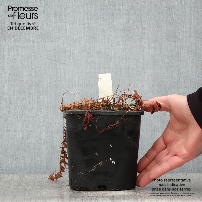 Amostra de Athyrium niponicum var. pictum Vaso de 2 L/3 L tal como entregue no outono