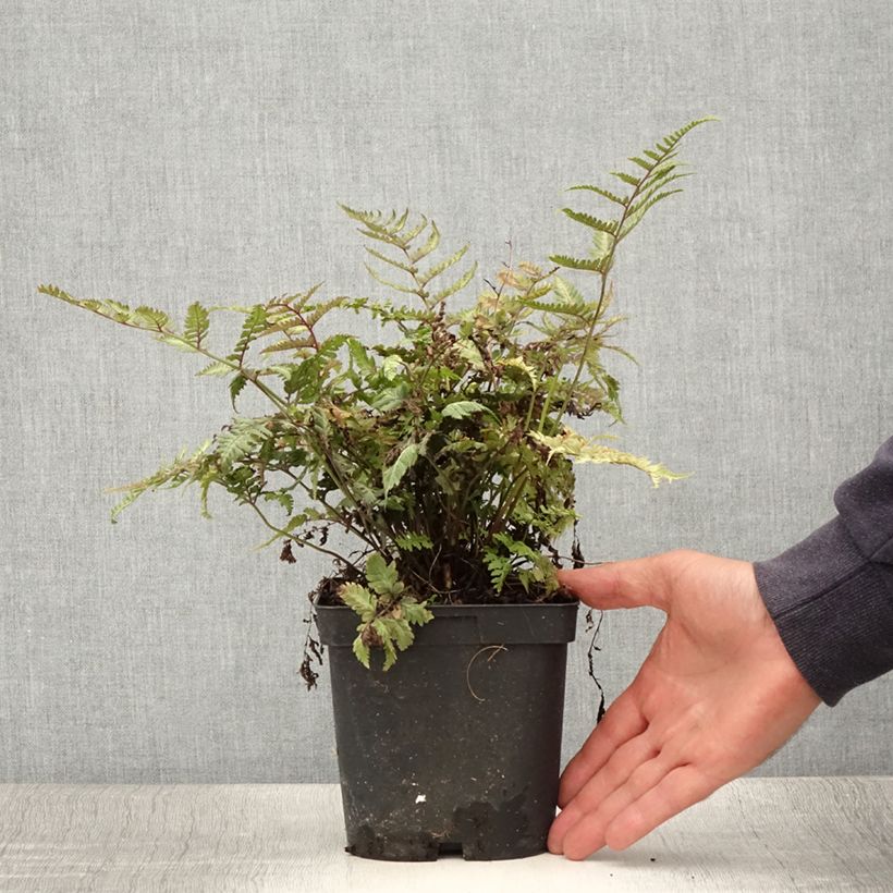 Amostra de Athyrium niponicum var. pictum Vaso de 2 L/3 L tal como entregue no verão