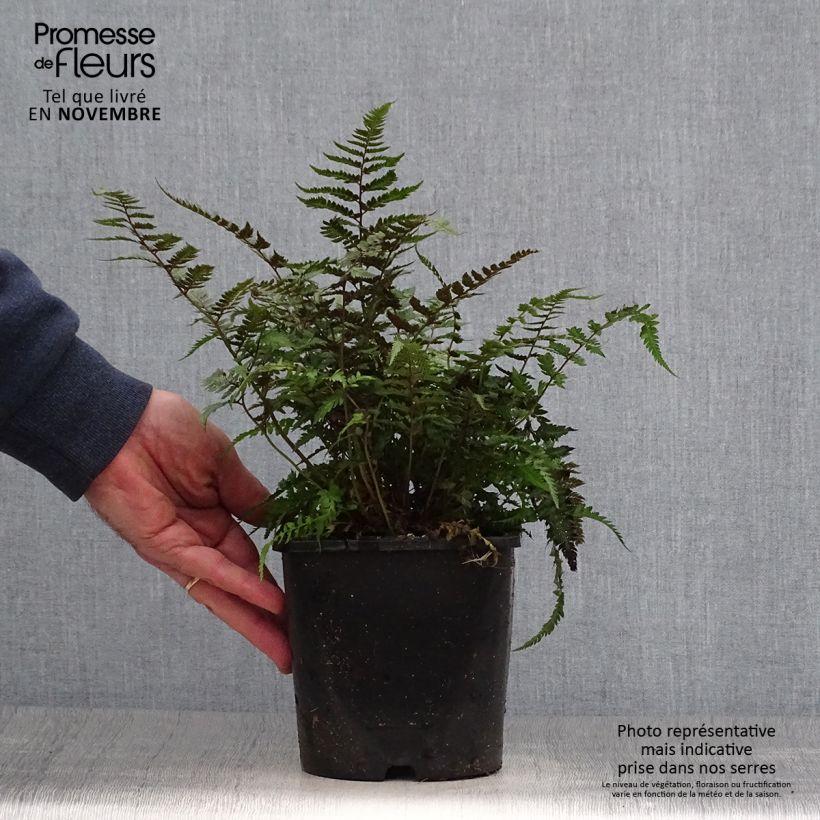 Amostra de Athyrium niponicum pictum Metallicum Vaso de 2 L/3 L tal como entregue no outono