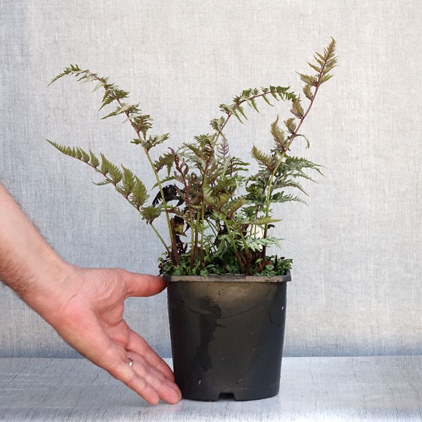 Amostra de Athyrium niponicum pictum Metallicum Vaso de 2 L/3 L tal como entregue no verão
