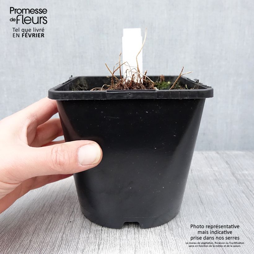 Amostra de Athyrium niponicum pictum Metallicum - Fougère femelle japonaise Vaso de 2 L/3 L tal como entregue no inverno