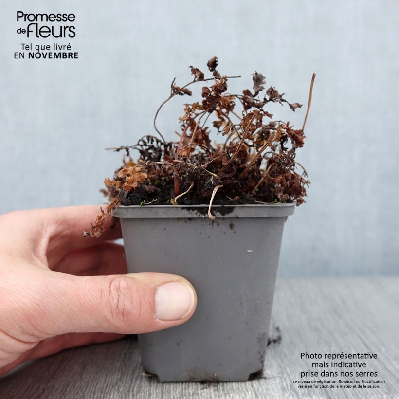 Amostra de Athyrium niponicum Ursula's Red Vaso de 8/9 cm tal como entregue no outono