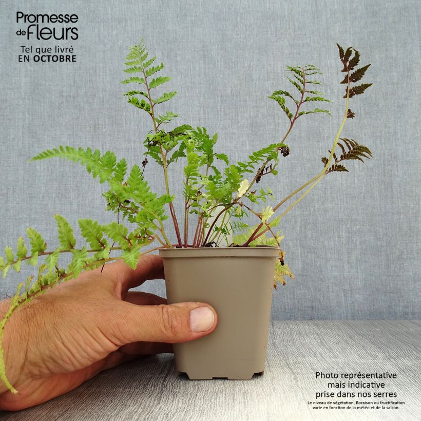 Amostra de Athyrium niponicum var. pictum Red Beauty Vaso de 8/9 cm tal como entregue no outono