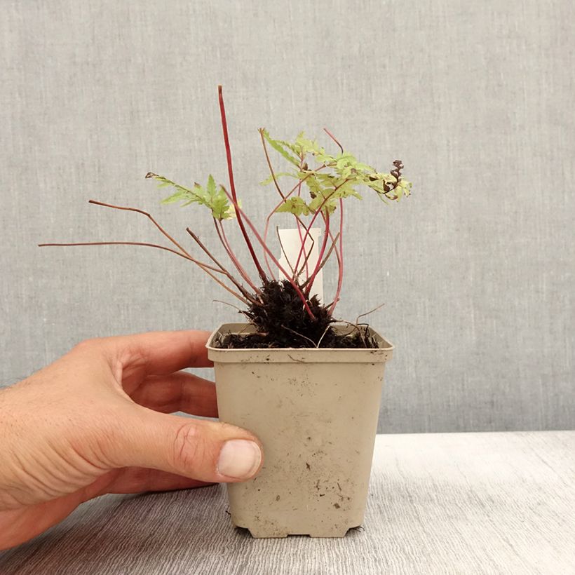 Amostra de Athyrium otophorum var. okanum Vaso de 8/9 cm tal como entregue no outono
