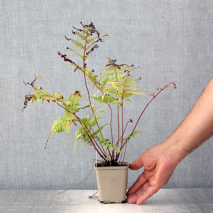 Amostra de Athyrium otophorum var. okanum Vaso de 8/9 cm tal como entregue no verão
