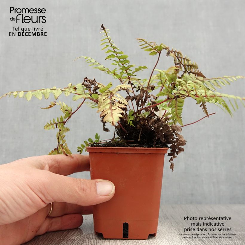 Amostra de Athyrium otophorum var. okanum - Fougère femelle du Japon Vaso de 8/9 cm tal como entregue no inverno