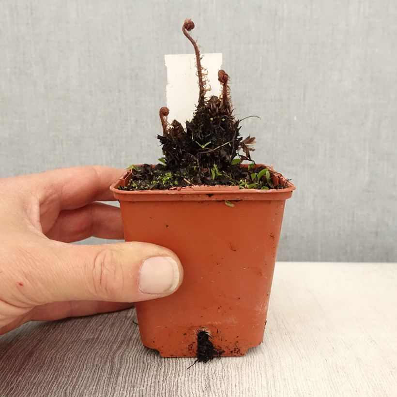 Amostra de Athyrium otophorum var. okanum Vaso de 8/9 cm tal como entregue na primavera