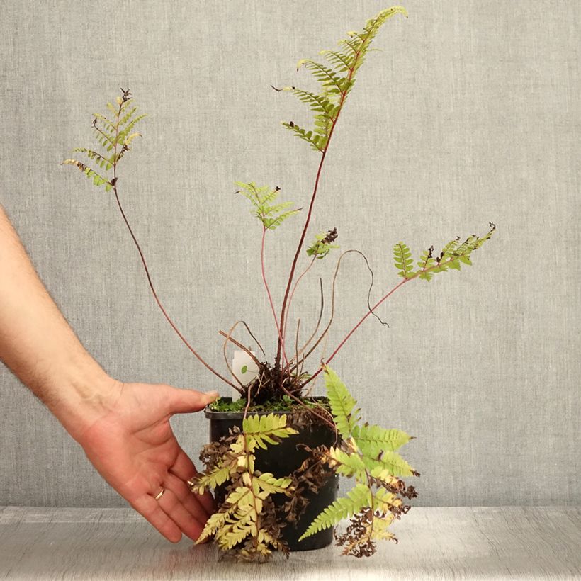 Amostra de Athyrium otophorum var. okanum Vaso de 2 L/3 L tal como entregue no outono