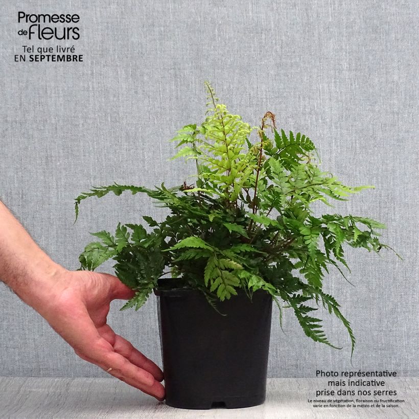 Amostra de Athyrium otophorum var. okanum Vaso de 2 L/3 L tal como entregue no verão
