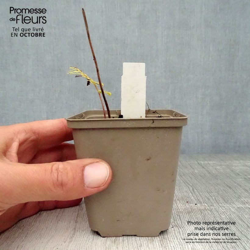Amostra de Athyrium vidalii Vaso de 8/9 cm tal como entregue no outono