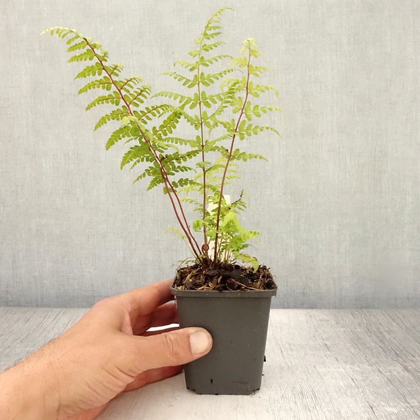 Amostra de Athyrium vidalii Vaso de 8/9 cm tal como entregue no verão