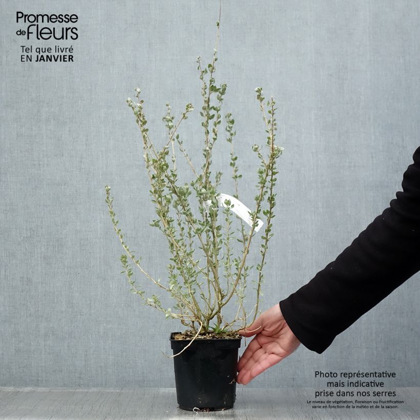 Amostra de Atriplex halimus - Arroche marine, pourpier de mer Vaso de 1,5 L/2 L tal como entregue no inverno