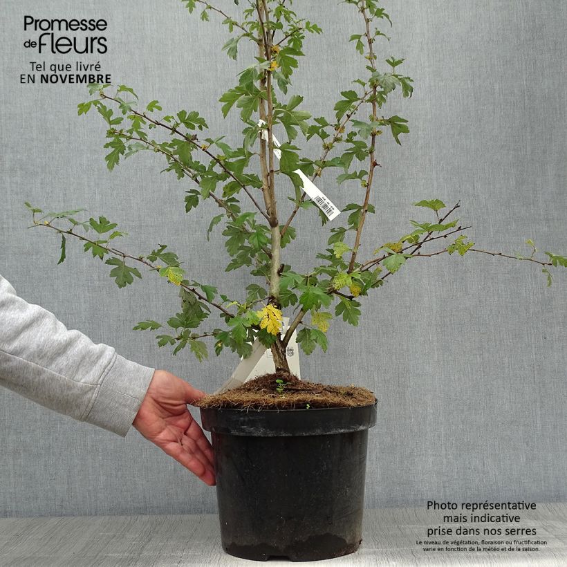 Amostra de Crataegus laevigata Paul's Scarlet Vaso de 7,5 L/10 L tal como entregue no outono
