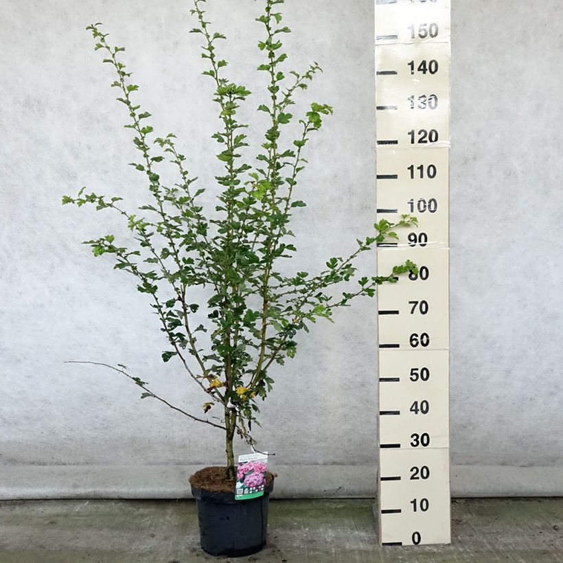 Amostra de Crataegus laevigata Paul's Scarlet Vaso de 7,5 L/10 L tal como entregue no verão