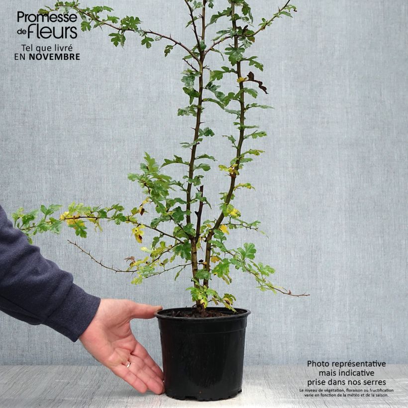 Amostra de Crataegus monogyna Vaso de 2 L/3 L tal como entregue no outono
