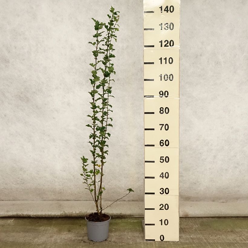Amostra de Crataegus monogyna Vaso de 2 L/3 L tal como entregue no verão