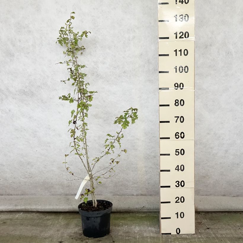 Amostra de Crataegus monogyna Vaso de 4 L/5 L tal como entregue no verão