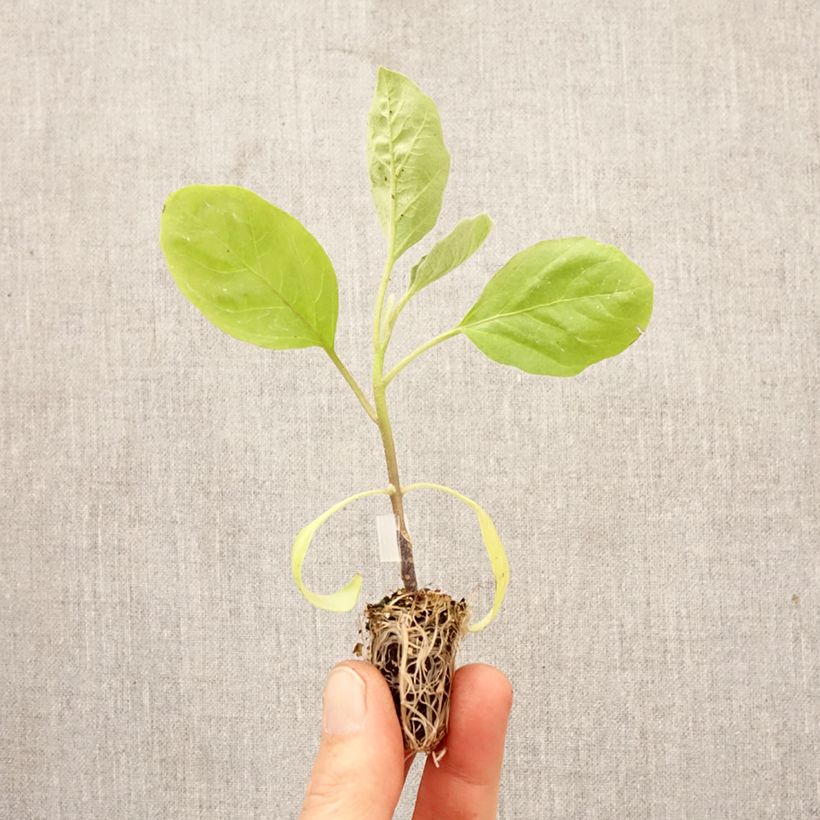 Amostra de Beringela Bonica F1 plantas jovens ENXERTADAS biológicas Mini-torrão Ø 1,5/2,5 cm tal como entregue na primavera