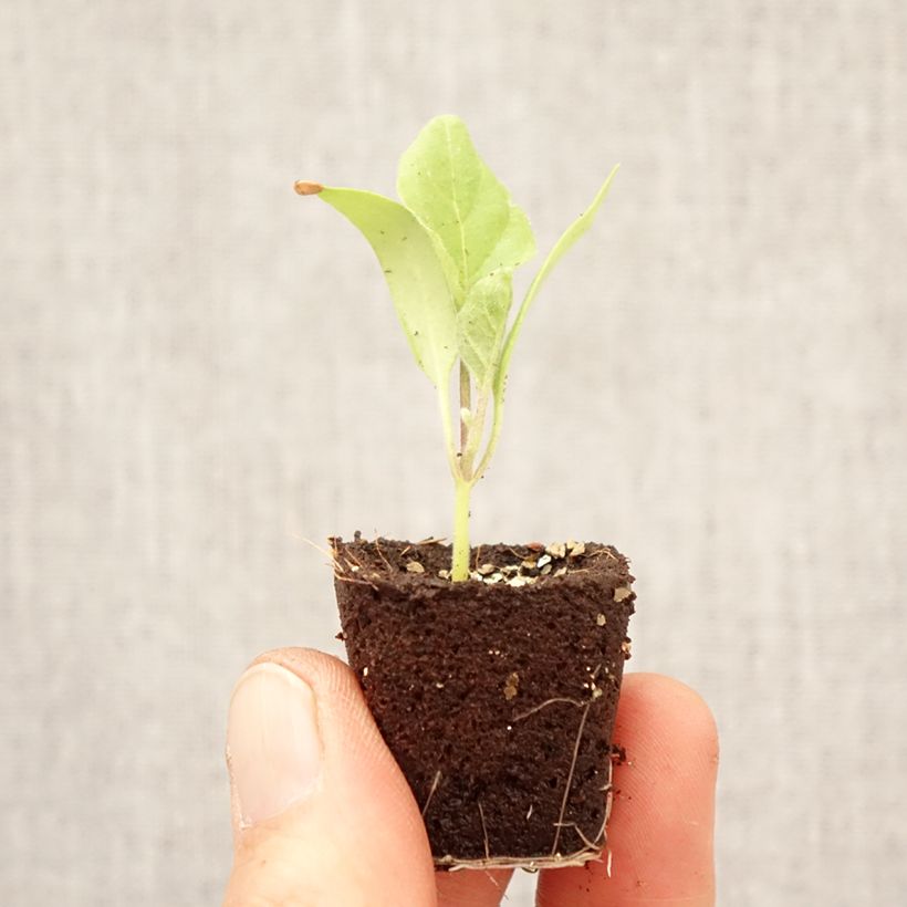 Amostra de Beringela Jewel Marble F1 plantas jovens Mini-torrão Ø 3/4 cm tal como entregue na primavera
