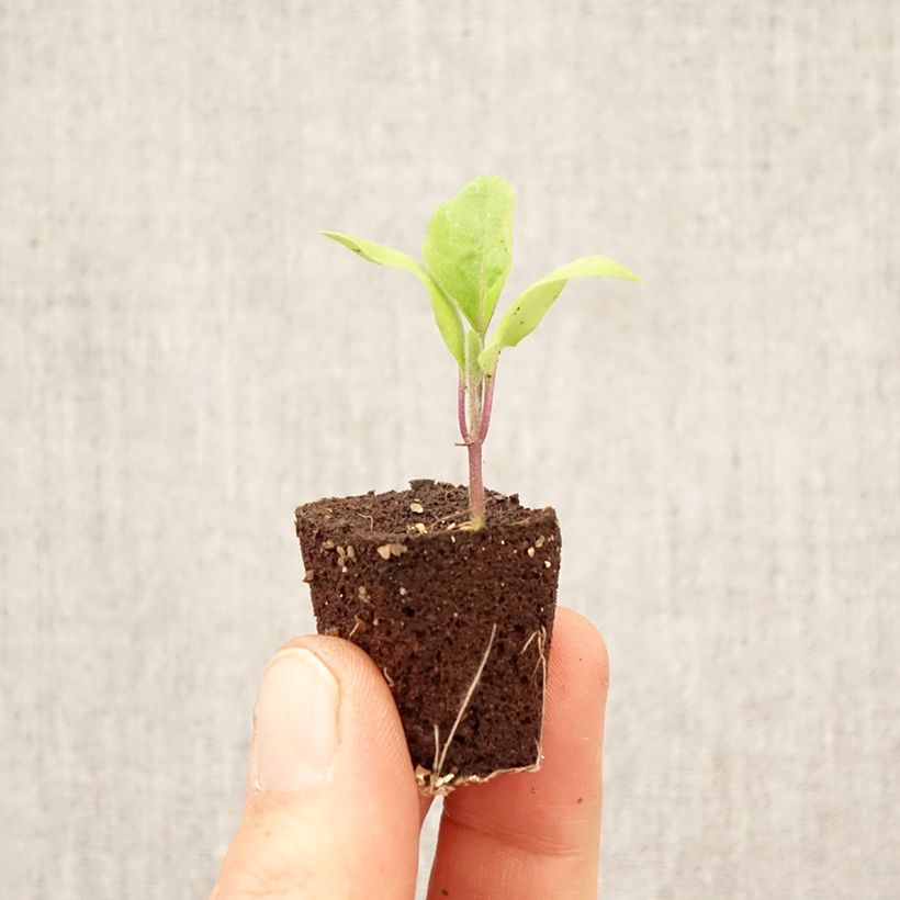Amostra de Beringela Patio Baby F1 plantas jovens Mini-torrão Ø 3/4 cm tal como entregue na primavera