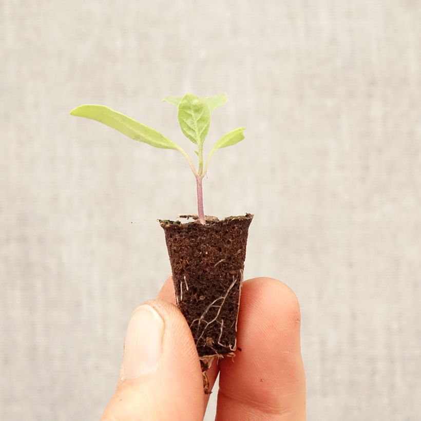 Amostra de Beringela Violet Knight F1 plantas jovens Mini-torrão Ø 3/4 cm tal como entregue na primavera