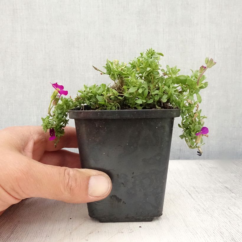Amostra de Aubrecia Bressingham Vermelho Vaso de 8/9 cm tal como entregue no verão