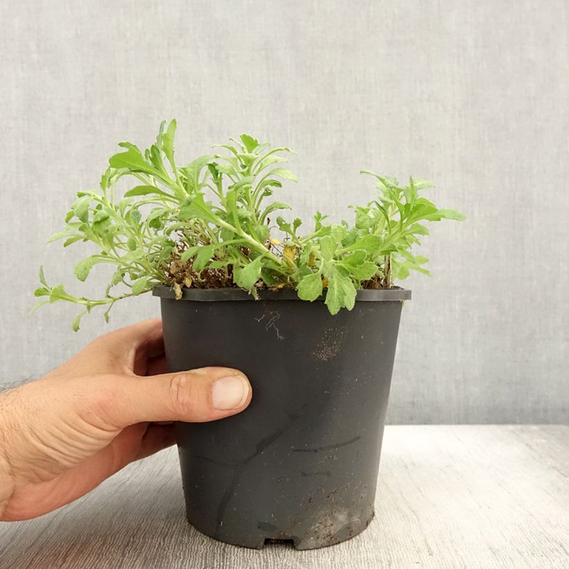Amostra de Aubrecia Cascade Azul Vaso de 2 L/3 L tal como entregue no outono