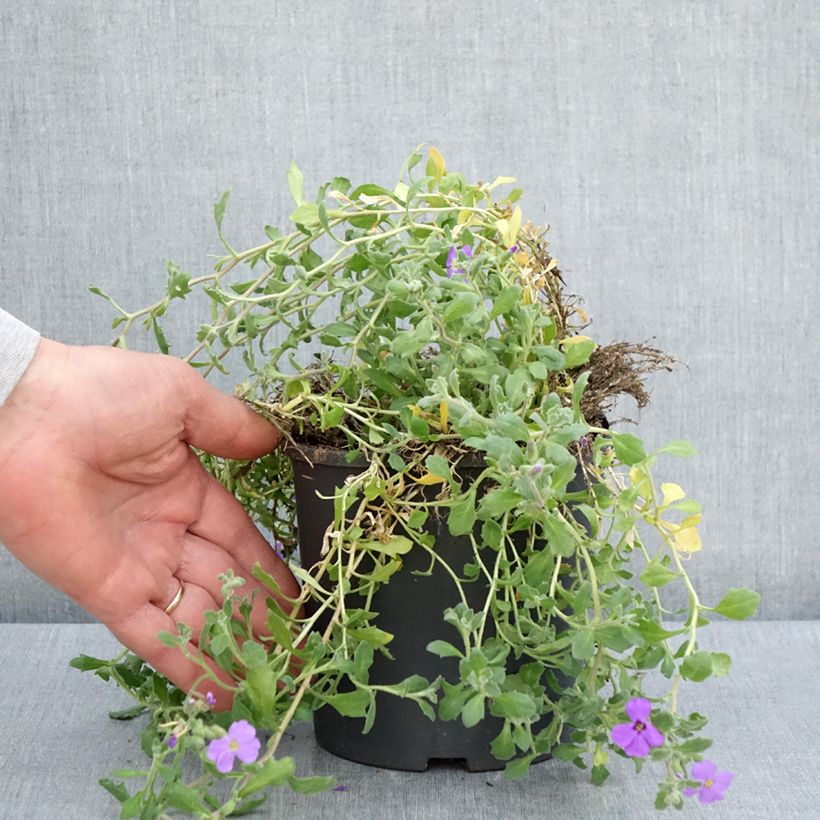 Amostra de Aubrecia Cascade Azul Vaso de 2 L/3 L tal como entregue na primavera