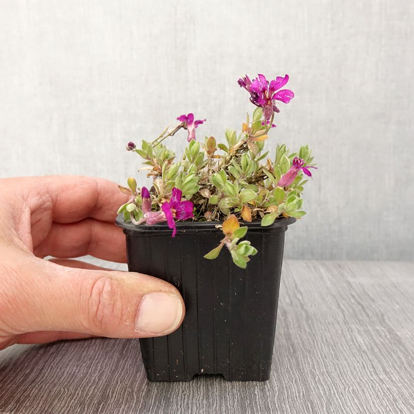 Amostra de Aubriète Florado Rose - Aubrieta gracilis Godet de 8/9 cm tal como entregue na primavera
